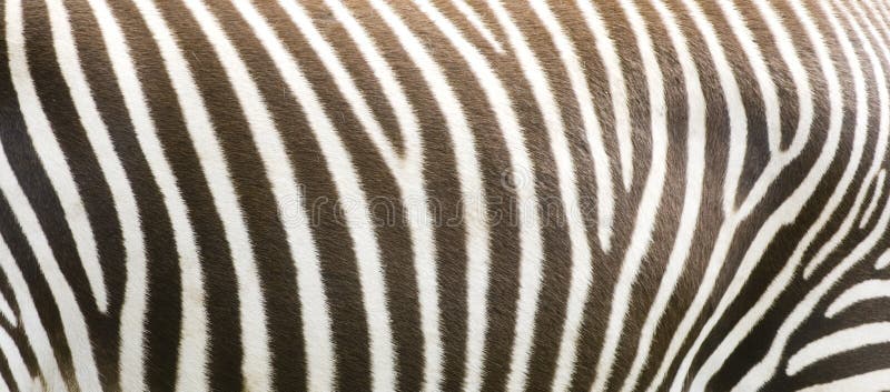 Zebra stripes