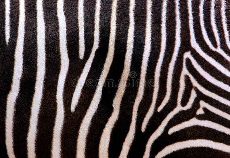 Zebra Stock Photo Image Of Nature Zoology Wildlife 2068536