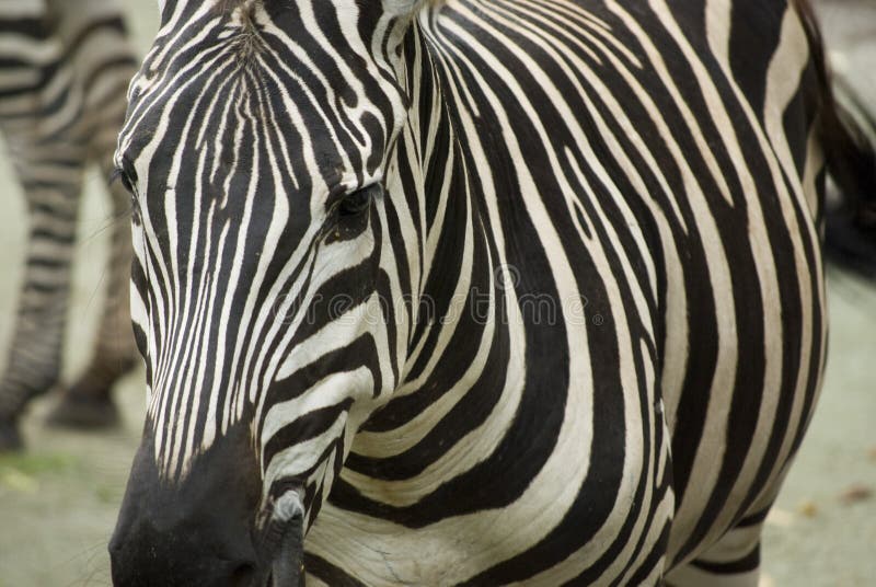 Zebra stripes stock photo. Image of animal, background 7588444