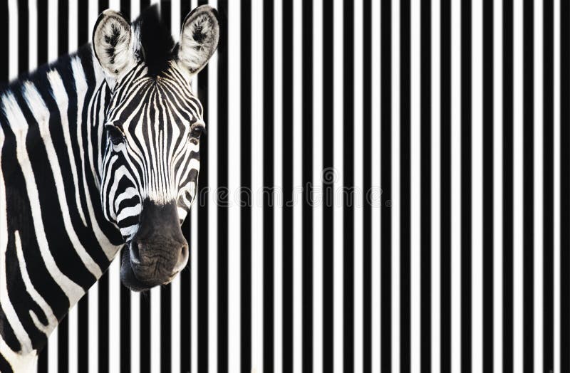 Zebra su fondo a strisce che esamina macchina fotografica immagini stock libere da diritti Zebra su fondo a strisce che esamina macchina fotografica immagini stock libere da diritti
