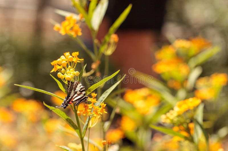 Zebra Swallowtail Butterfly, Eurytides Marcellus Stock Photo - Image of