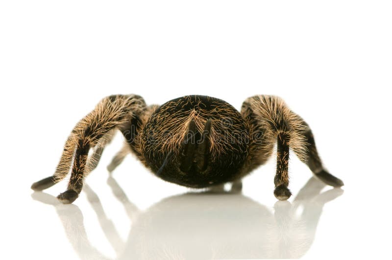 Zebra Tarantula oder Aphonopelma lizenzfreie stockfotos Zebra Tarantula oder Aphonopelma lizenzfreie stockfotos