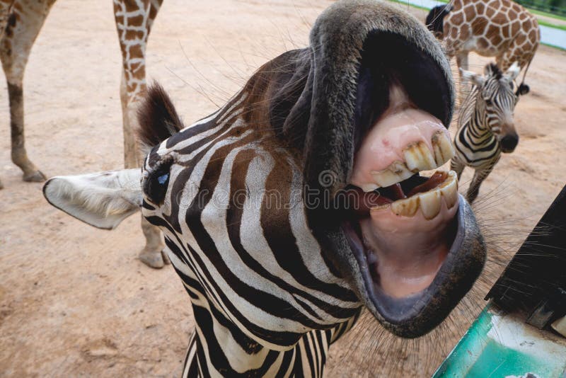 A zebra with teeth open stock image. Image of laughing 199651221