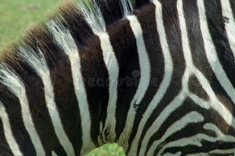 Zebra Texture 3