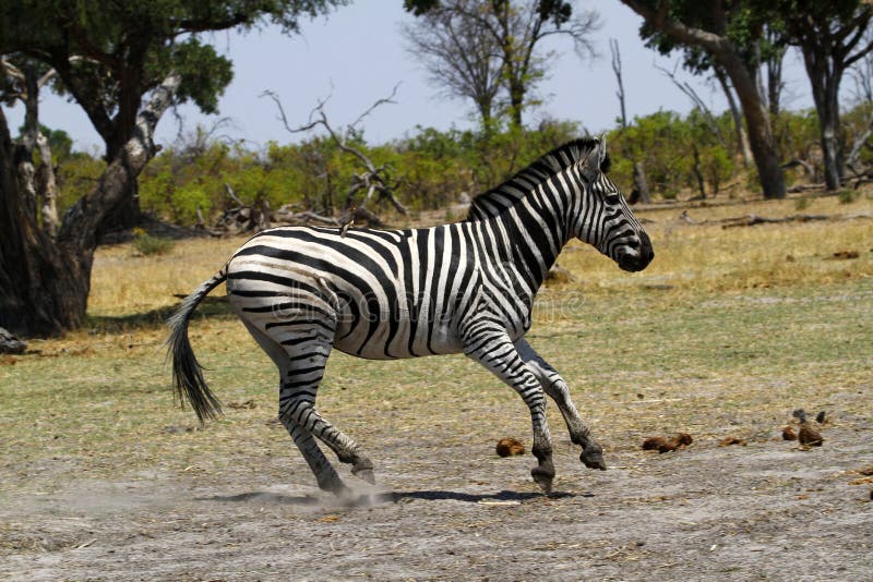 Playful Zebra