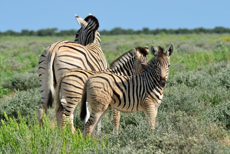 Young zebra stock photo. Image of standing, grass, foal - 19980260