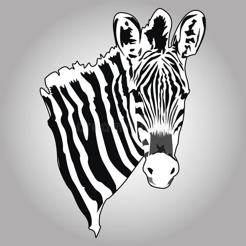 Zebra vector stock vector. Illustration of mammal, lines 65051587