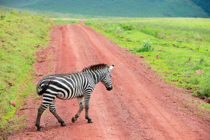 Zebra walking at road