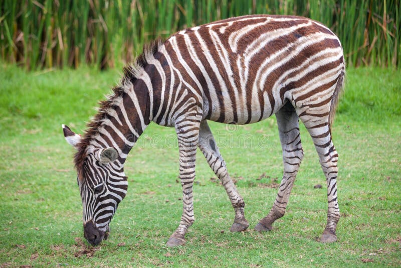 Zebra eating stock photo. Image of field, mammal, animal - 19757178