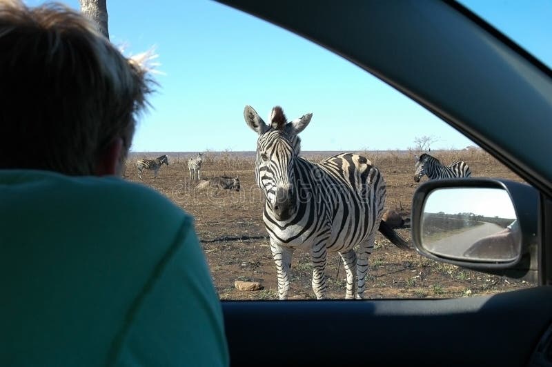 Zebra watching human