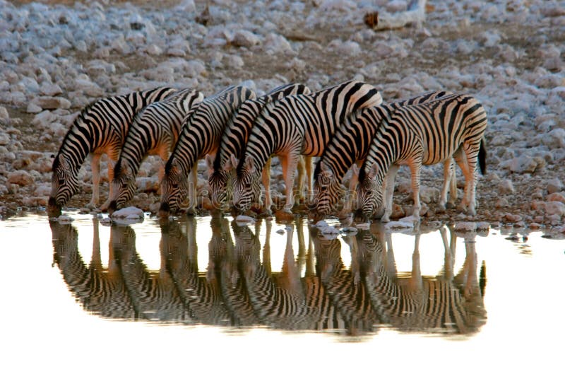 Zebra at Waterhole