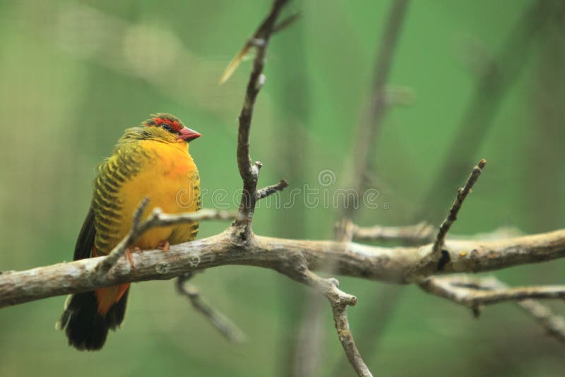 Zebra waxbill