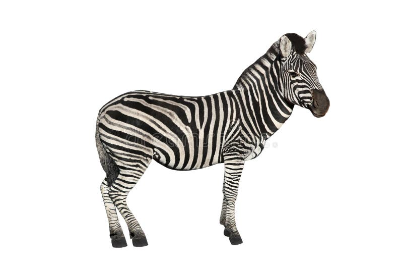 Зебра а4. Дети возле зебры на белом фон. Образы с рубашкой Зебра. Zebra White background in profile. Зебра аудио