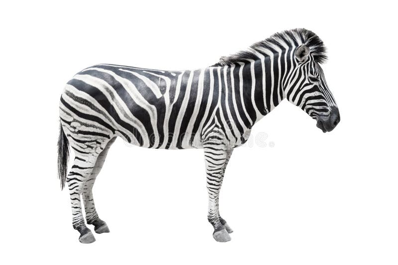 Zebra on White Background Isolated with Clipping Path Stock Photo - Image  of animal, looking: 142745482
