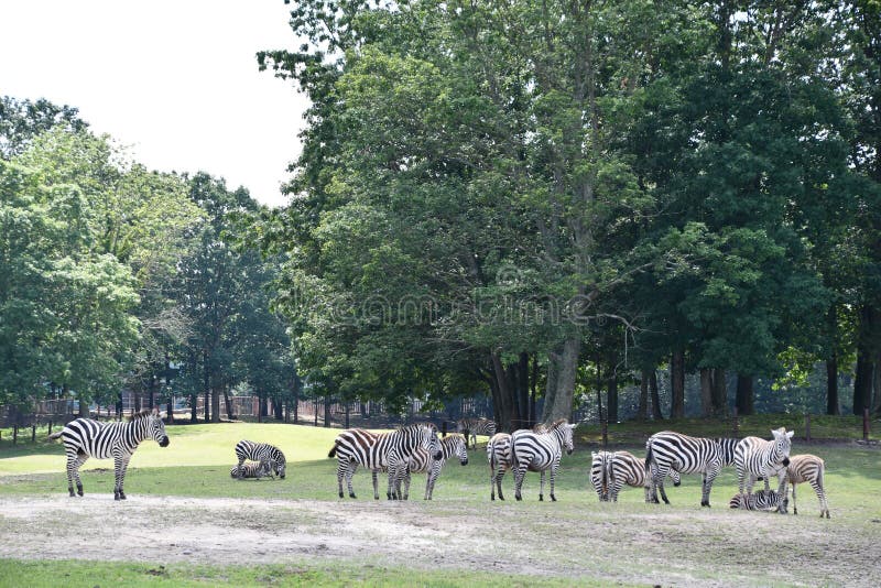 six flags safari drive through six flags safari drive through