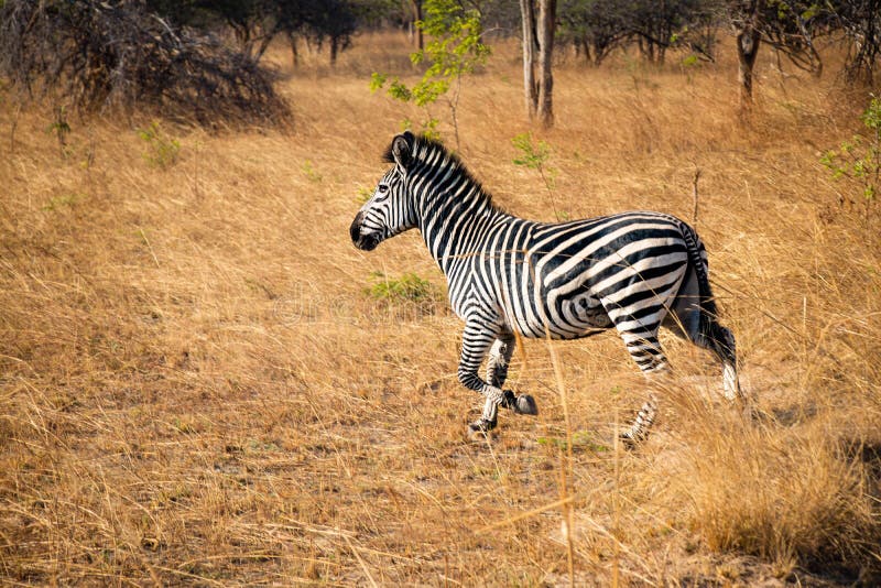 chaminuka wildlife safari