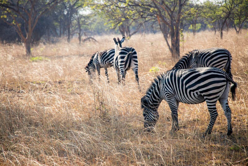 chaminuka wildlife safari