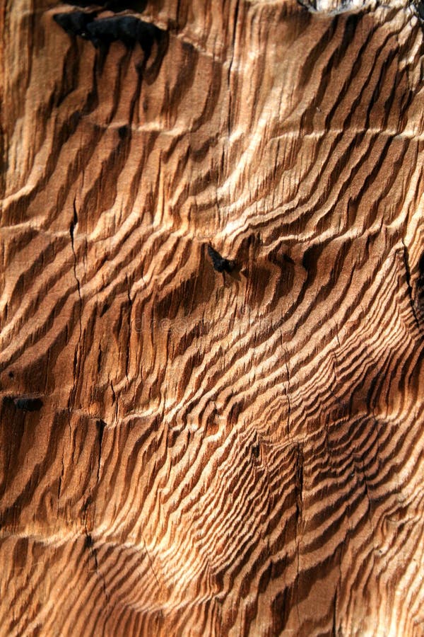 Zebra wood stock image. Image of pattern, zebra, stump - 60301531