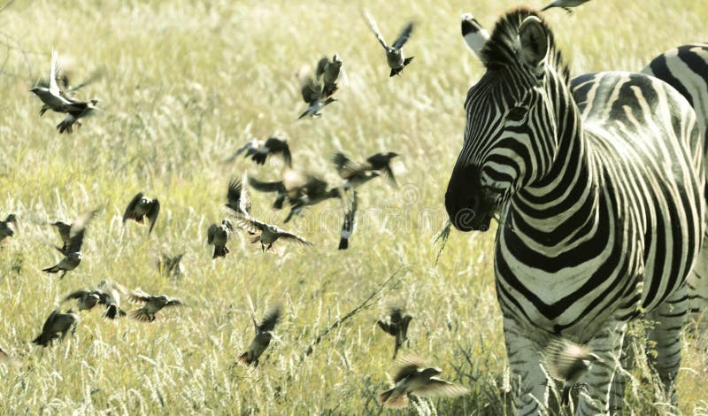 Zebra wśród małych Latających ptaków, Kruger park narodowy Południowa Afryka zdjęcie stock Zebra wśród małych Latających ptaków, Kruger park narodowy Południowa Afryka zdjęcie stock