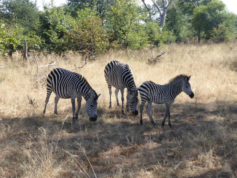 Zebra zambiów safari Afryka natury rodzinna przyroda obraz royalty free Zebra zambiów safari Afryka natury rodzinna przyroda obraz royalty free