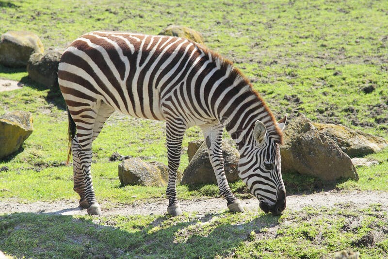 Zebra in zoo