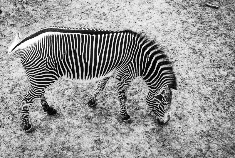 Zebra in a zoo in Hungary stock photo. Image of unique 129763736