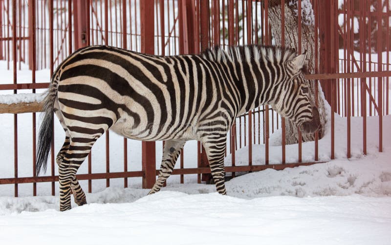 Zebra in the Zoo on the Snow Stock Photo Image of zoology, white