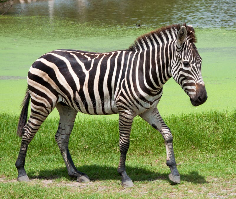 Зебра в зоопарке. Зоопарк в Тайланде фото. Зебра зеленая одежда. Фото коричневой взрослой зебры. Зебра аудио