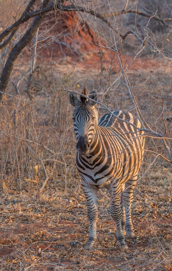 Zebra în habitatul său natural royalty free stock photo