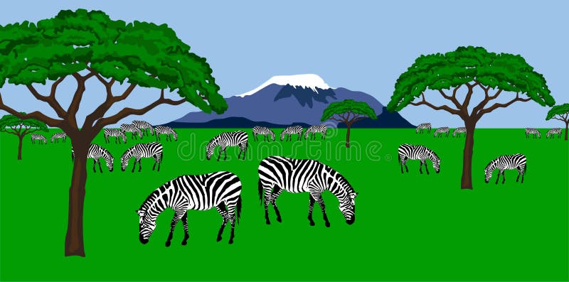 Zebraherde in der afrikanischen Landschaft vektor abbildung Zebraherde in der afrikanischen Landschaft vektor abbildung