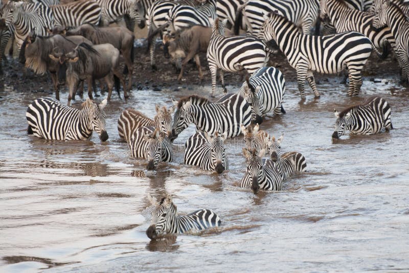 Zebra leading the way across the Mara river for the Great Migration in Kenya. Zebra leading the way across the Mara river for the Great Migration in Kenya.