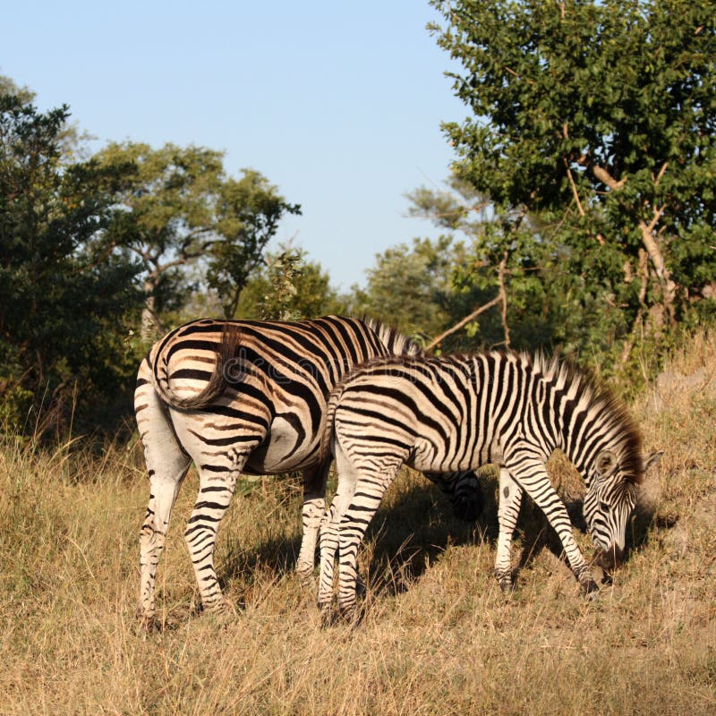 Zebras