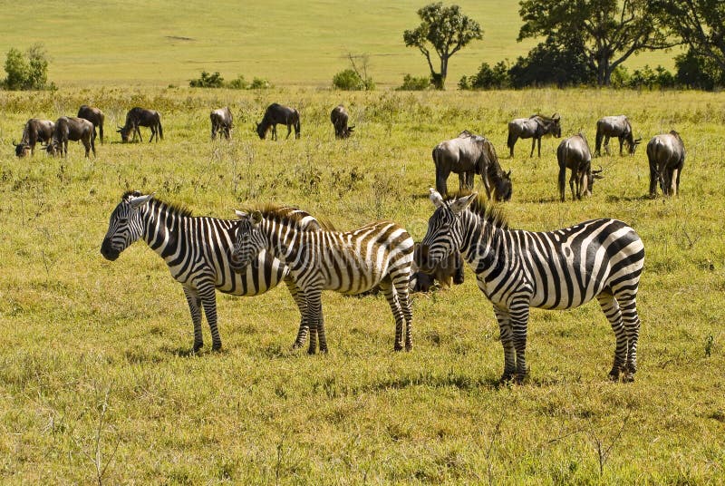 Three Zebras, Ngorongoro Crater, Tanzania Stock Image Image of crater, wildlife 1839799