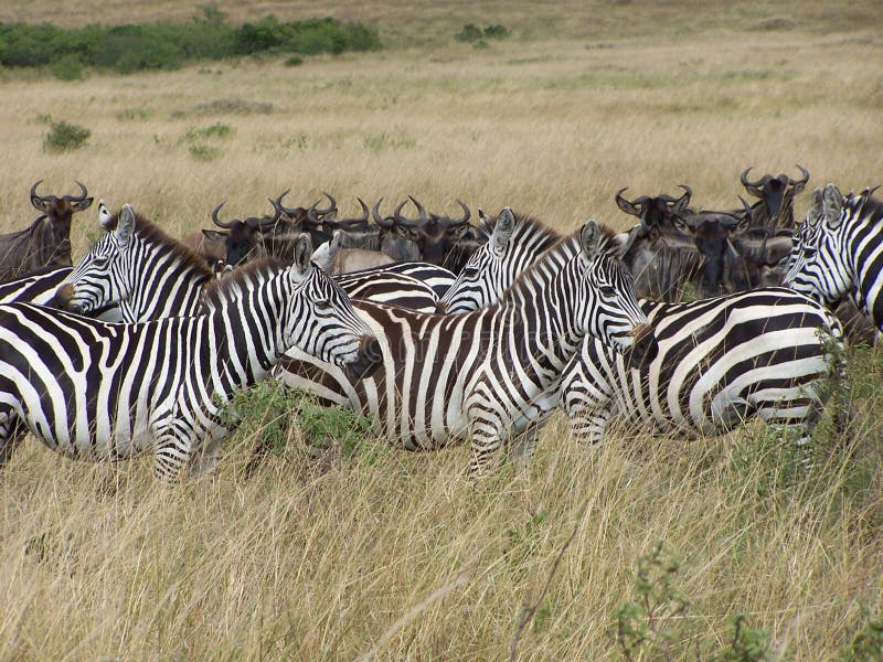 Zebras