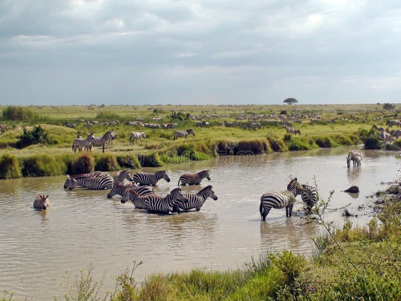 Zebras in Serengeti, Tanzania, Africa. Horizontal shot. Zebras in Serengeti, Tanzania, Africa. Horizontal shot.