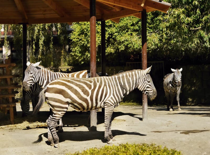 Zebras stock images Zebras stock images