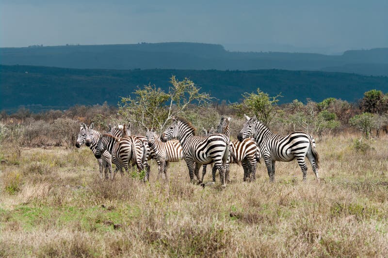 Zebras in african savanna stock photo. Image of maasai 32723418