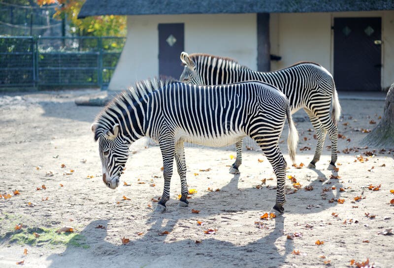 are zebras with black stripes black are zebras with black stripes black
