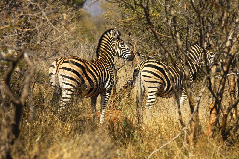 Zebras in the bush