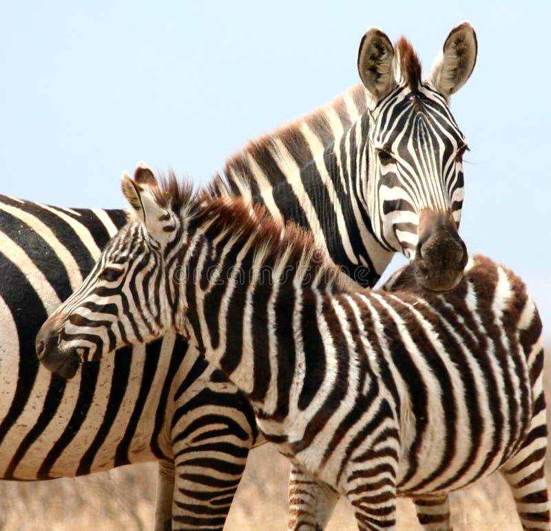 Zebras closeup