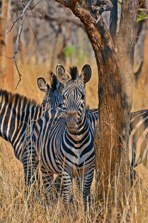 Zebras at the Conservation Park of Lilayi Lodge in Zambia Stock Photo - Image of grazer, single: 206259098 Zebras at the Conservation Park of Lilayi Lodge in Zambia Stock Photo - Image of grazer, single: 206259098