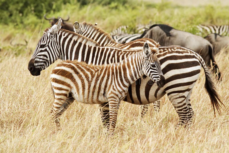 Zebras de Mara do Masai