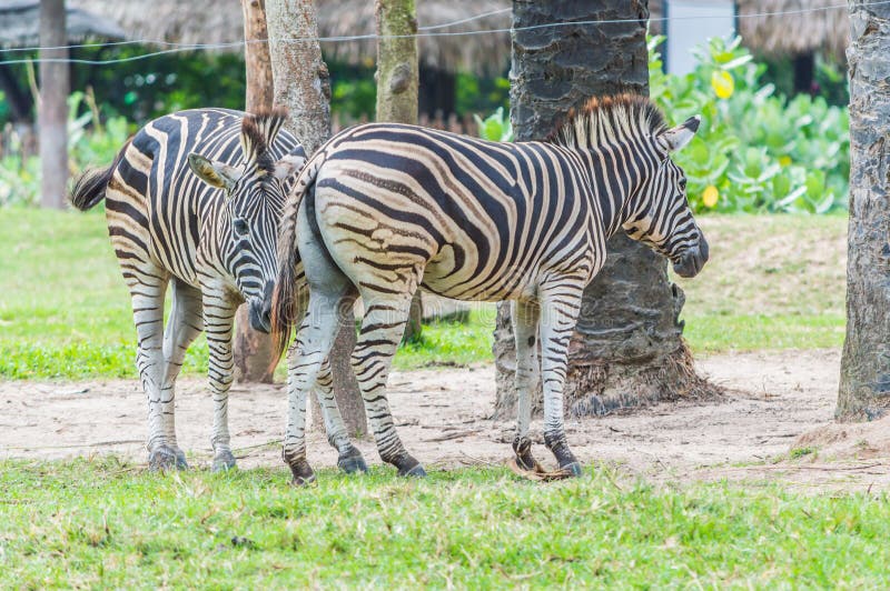 Zebras in der Liebe. lizenzfreie stockfotos Zebras in der Liebe. lizenzfreie stockfotos