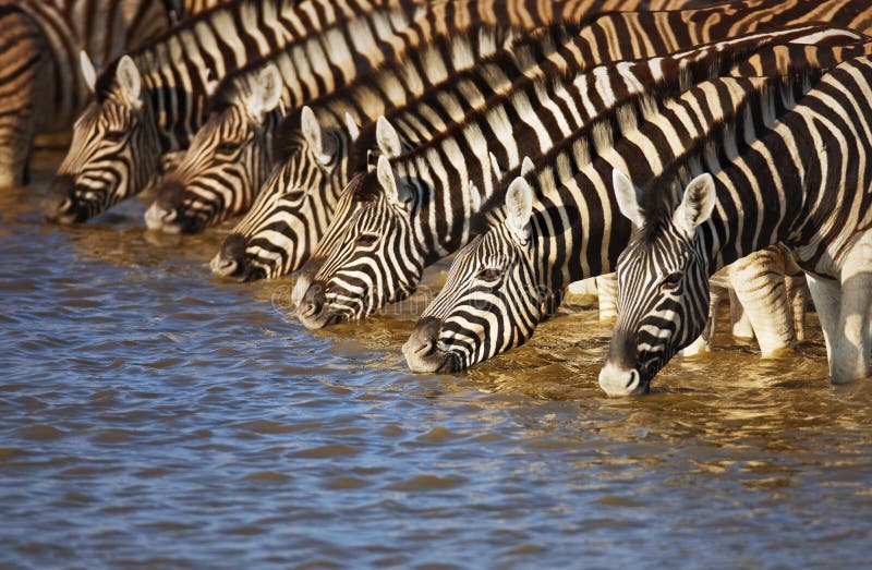 Zebras drinking stock photos Zebras drinking stock photos