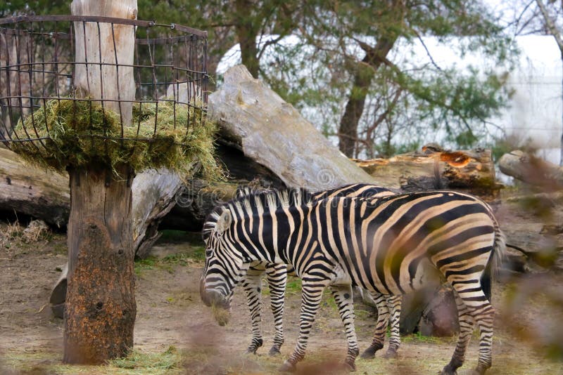 Zebras Eat Grass in the Animal Park Stock Photo - Image of black, safari: 220909110 Zebras Eat Grass in the Animal Park Stock Photo - Image of black, safari: 220909110