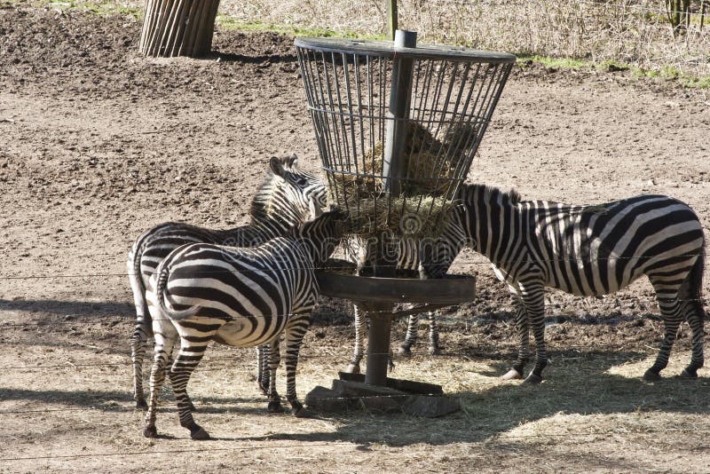 Zebras eating stock photo. Image of wildlife, travel 19819252
