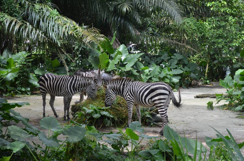Zebras eating stock photo. Image of zebras, animals, plants - 40811024