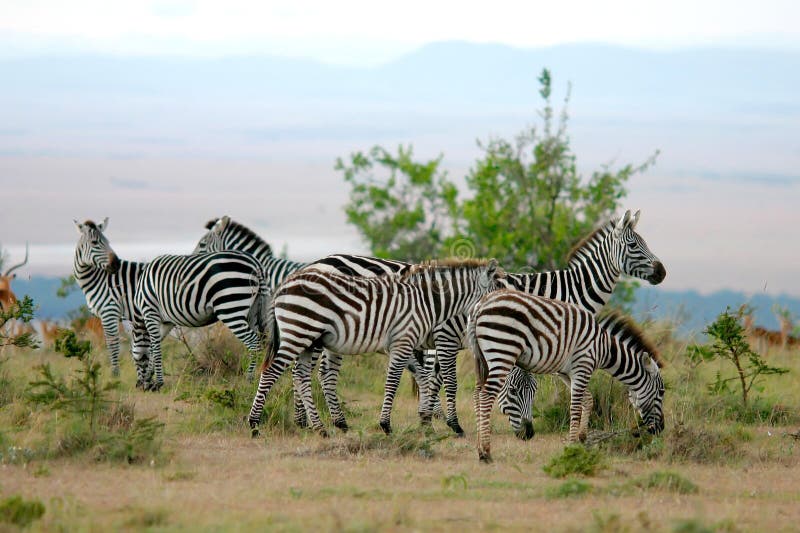 Download Zebras em África foto de stock. Imagem de caça, animal, vegetação - 57738