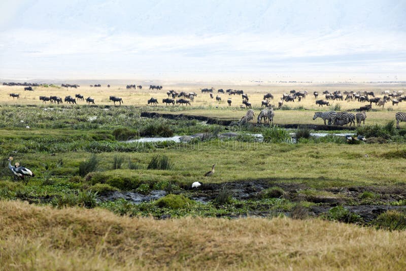 Zebras, Gnus, Hippos, Vogels op Ngorongoro-Krater stock foto's Zebras, Gnus, Hippos, Vogels op Ngorongoro-Krater stock foto's