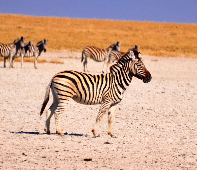 Download Zebra stock image. Image of animal, zebra, kalahari - 109705487